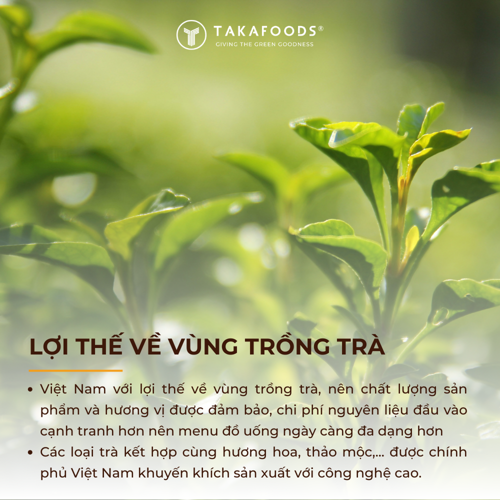 Việt Nam với lợi thế về vùng trồng trà