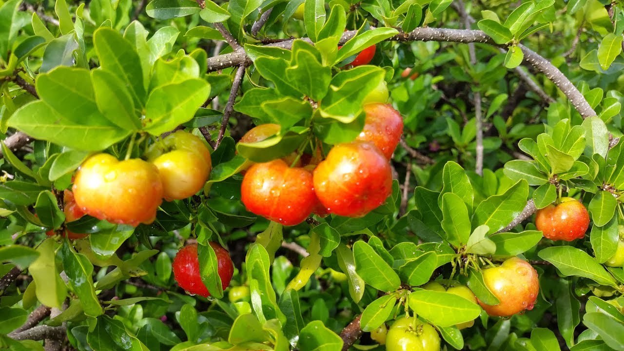 VÙNG TRỒNG TRÁI CÂY NÔNG SẢN VIỆT