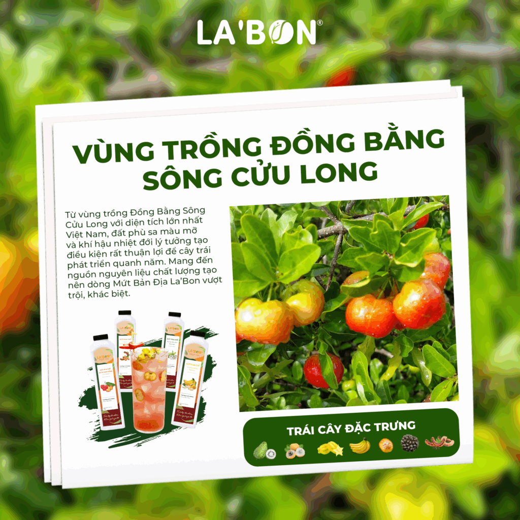 Vùng trồng trái cây nông sản Việt_Đồng bằng sông Cửu Long